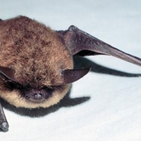 Just the facts about bats
