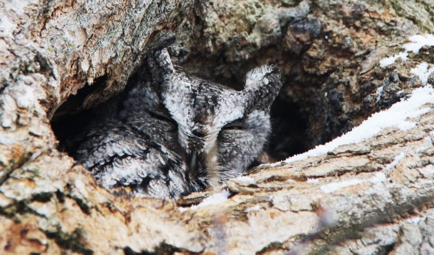 Screech Owls: Birds of Prey
